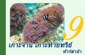 ทัวร์ดำน้ำ เกาะจาน เกาะท้ายทรีย์