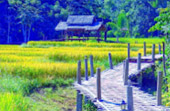 North Weird: 5 วัน 4 คืน เชียงราย เชียงใหม่ แม่ฮ่องสอน North Weird: 5 วัน 4 คืน เชียงราย เชียงใหม่ แม่ฮ่องสอน