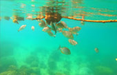 Uninhabited Islands: สำรวจ 3 เกาะ ร้าง ชุมพร Uninhabited Islands: สำรวจ 3 เกาะ ร้าง ชุมพร