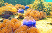 Uninhabited Islands: สำรวจ 3 เกาะ ร้าง ชุมพร Uninhabited Islands: สำรวจ 3 เกาะ ร้าง ชุมพร