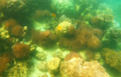 Uninhabited Islands: สำรวจ 3 เกาะ ร้าง ชุมพร Uninhabited Islands: สำรวจ 3 เกาะ ร้าง ชุมพร
