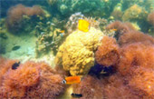Uninhabited Islands: สำรวจ 3 เกาะ ร้าง ชุมพร Uninhabited Islands: สำรวจ 3 เกาะ ร้าง ชุมพร