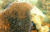 Uninhabited Islands: สำรวจ 3 เกาะ ร้าง ชุมพร Uninhabited Islands: สำรวจ 3 เกาะ ร้าง ชุมพร