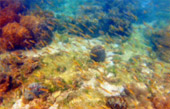 Uninhabited Islands: สำรวจ 3 เกาะ ร้าง ชุมพร Uninhabited Islands: สำรวจ 3 เกาะ ร้าง ชุมพร