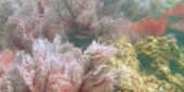 Sea Lovers: หัวใจคนรักทะเล Sea Lovers: หัวใจคนรักทะเล