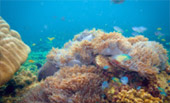Sea Lovers: หัวใจคนรักทะเล Sea Lovers: หัวใจคนรักทะเล