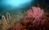 Sea Lovers: หัวใจคนรักทะเล Sea Lovers: หัวใจคนรักทะเล