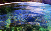 Sea Lovers: หัวใจคนรักทะเล Sea Lovers: หัวใจคนรักทะเล