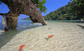 เกาะสุรินทร์ Full Day: จากเขาหลัก เกาะสุรินทร์ Full Day: จากเขาหลัก