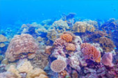 เกาะสุรินทร์ Full Day: จากเขาหลัก เกาะสุรินทร์ Full Day: จากเขาหลัก