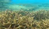 เขาหน้ายักษ์: Snorkeling and Beach Day Tour เขาหน้ายักษ์: Snorkeling and Beach Day Tour