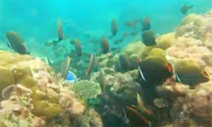 เขาหน้ายักษ์: Snorkeling and Beach Day Tour เขาหน้ายักษ์: Snorkeling and Beach Day Tour
