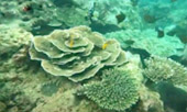 เขาหน้ายักษ์: Snorkeling and Beach Day Tour เขาหน้ายักษ์: Snorkeling and Beach Day Tour