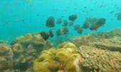 เขาหน้ายักษ์: Snorkeling and Beach Day Tour เขาหน้ายักษ์: Snorkeling and Beach Day Tour