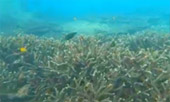 เขาหน้ายักษ์: Snorkeling and Beach Day Tour เขาหน้ายักษ์: Snorkeling and Beach Day Tour