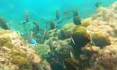 เขาหน้ายักษ์: Snorkeling and Beach Day Tour เขาหน้ายักษ์: Snorkeling and Beach Day Tour
