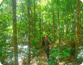 The Forest Breath: ประสบการณ์ สัมผัสป่า The Forest Breath: ประสบการณ์ สัมผัสป่า