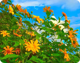 Flowers on Hight 1600 แม่ฮ่องสอน ปางอุ๋ง – 3 วัน 2 คืน Flowers on Hight 1600 แม่ฮ่องสอน ปางอุ๋ง – 3 วัน 2 คืน