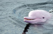 Dolphins and Mr. Khai เช้าเย็นกลับ Dolphins and Mr. Khai เช้าเย็นกลับ