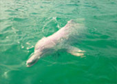 Dolphins and Mr. Khai เช้าเย็นกลับ Dolphins and Mr. Khai เช้าเย็นกลับ