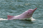 Dolphins and Mr. Khai เช้าเย็นกลับ Dolphins and Mr. Khai เช้าเย็นกลับ