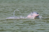 Dolphins and Mr. Khai เช้าเย็นกลับ Dolphins and Mr. Khai เช้าเย็นกลับ