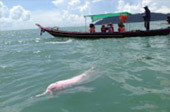 Dolphins and Mr. Khai เช้าเย็นกลับ Dolphins and Mr. Khai เช้าเย็นกลับ