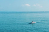 Dolphins and Mr. Khai เช้าเย็นกลับ Dolphins and Mr. Khai เช้าเย็นกลับ