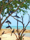 A pristine island: เกาะพะลวย A pristine island: เกาะพะลวย