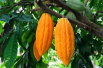 1 + 1 = 3 นครศรีธรรมราช 1 + 1 = 3 นครศรีธรรมราช