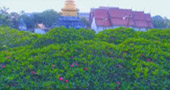 The Cross น่าน หลวงพระบาง 5 วัน 4 คืน