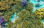 Coral Reef Point: จุดดำน้ำที่รวมในแพ็คเกจ Coral Reef Point: จุดดำน้ำที่รวมในแพ็คเกจ