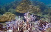 Coral Reef Point: จุดดำน้ำที่รวมในแพ็คเกจ Coral Reef Point: จุดดำน้ำที่รวมในแพ็คเกจ