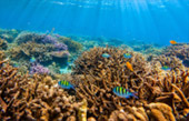 Coral Reef Point: จุดดำน้ำที่รวมในแพ็คเกจ Coral Reef Point: จุดดำน้ำที่รวมในแพ็คเกจ
