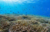 Snorkeling and Beach Activities Snorkeling and Beach Activities