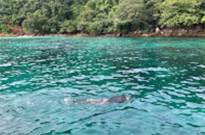 Surprices Gorgeous  เต็มวัน เกาะนาวโอพี Surprices Gorgeous  เต็มวัน เกาะนาวโอพี