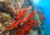 Surprices Gorgeous  เต็มวัน เกาะนาวโอพี Surprices Gorgeous  เต็มวัน เกาะนาวโอพี