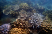 เกาะซาลิ - Snorkel Spots เกาะซาลิ - Snorkel Spots