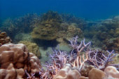 เกาะซาลิ - Snorkel Spots เกาะซาลิ - Snorkel Spots