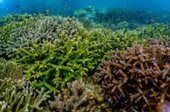 เกาะซาลิ - Snorkel Spots เกาะซาลิ - Snorkel Spots