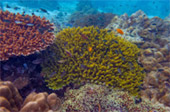 เกาะซาลิ - Snorkel Spots เกาะซาลิ - Snorkel Spots