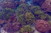 เกาะซาลิ - Snorkel Spots เกาะซาลิ - Snorkel Spots