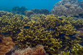 เกาะซาลิ - Snorkel Spots เกาะซาลิ - Snorkel Spots