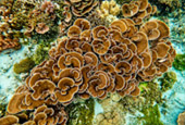 Snorkeling and Beach Activities