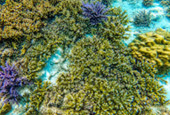 Snorkeling and Beach Activities