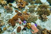 Snorkeling and Beach Activities
