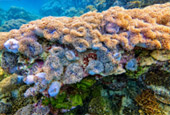 Snorkeling and Beach Activities