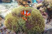 Dream Islands : 3 เกาะในฝัน Dream Islands : 3 เกาะในฝัน