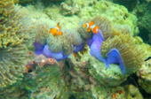 Dream Islands : 3 เกาะในฝัน Dream Islands : 3 เกาะในฝัน
