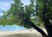 ติดเกาะสุรินทร์ : พักร้อน บนเกาะ 3 วัน 2 คืน ติดเกาะสุรินทร์ : พักร้อน บนเกาะ 3 วัน 2 คืน